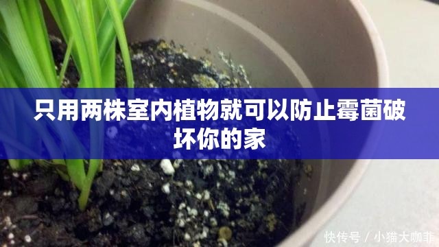 只用两株室内植物就可以防止霉菌破坏你的家